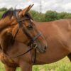 Clearance - Hunter Bridle - Italian leather